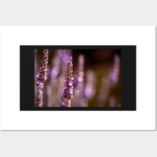 Lavender and bokeh Posters and Art